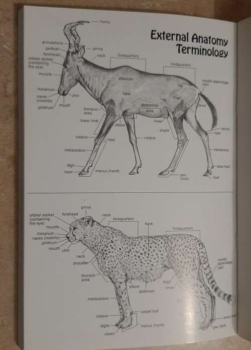 Southern Africa`s Mammals: A field guide. Author: Robin Frandsen